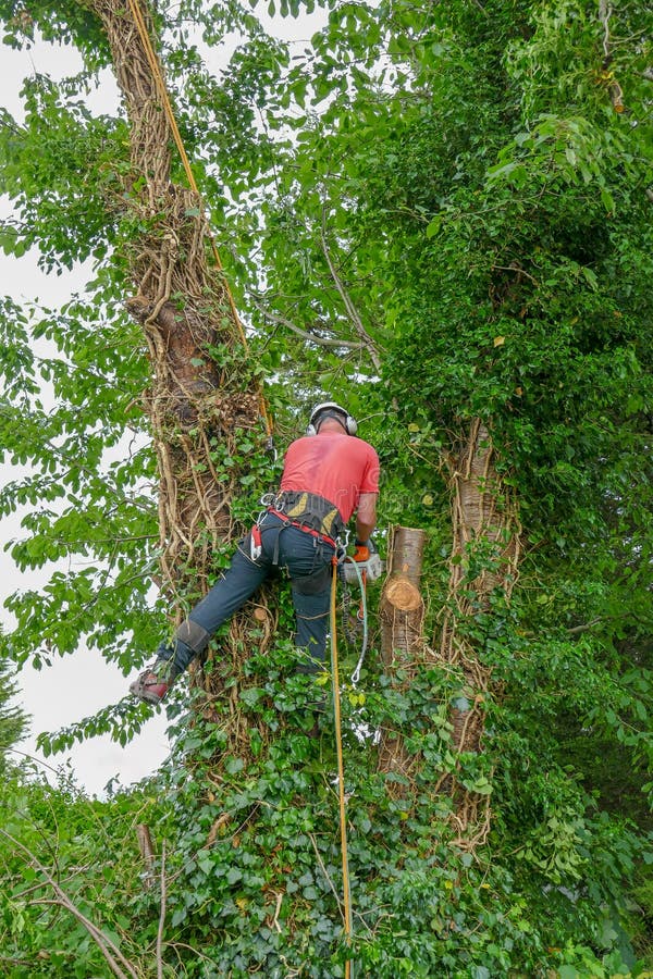 Tree Surgeon or Arborist using a chainsaw and safety ropes while working up a tree. Tree Surgeon or Arborist using a chainsaw and safety ropes while working up a tree