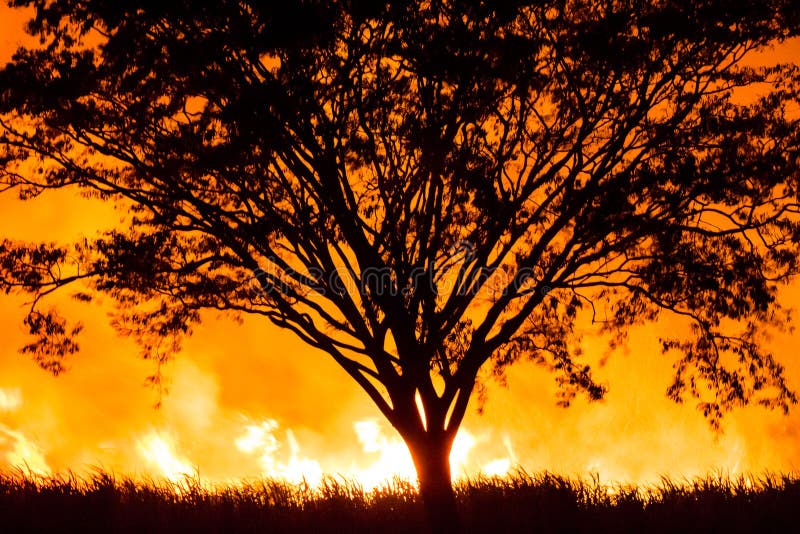 A Tree Surrounded by an Intense Fire. Stock Photo Image of sugar, nature 56124742