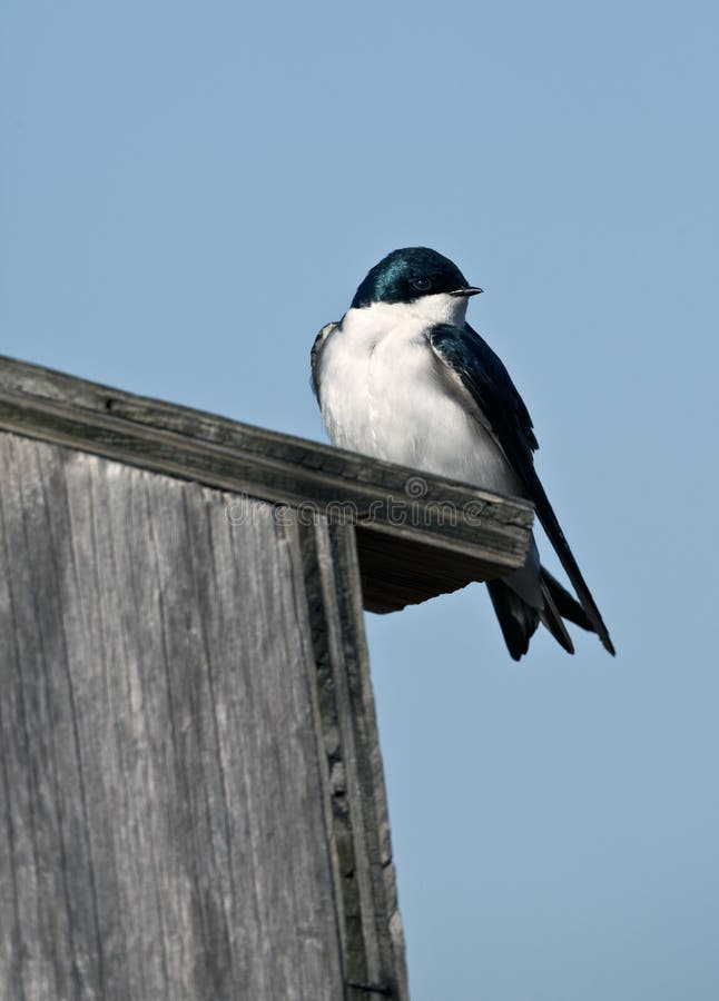 Tree Swallow