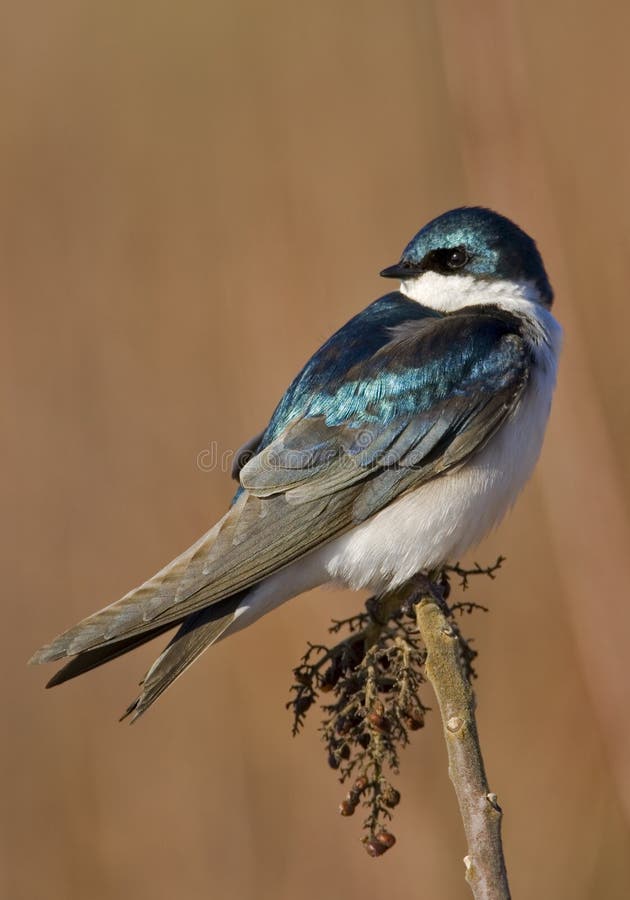 Tree Swallow