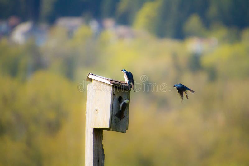 A Tree Swallow Flying Around a Bird House Stock Photo Image of blue
