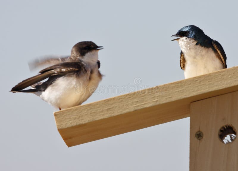 Tree Swallow(iridoprone bicolor)