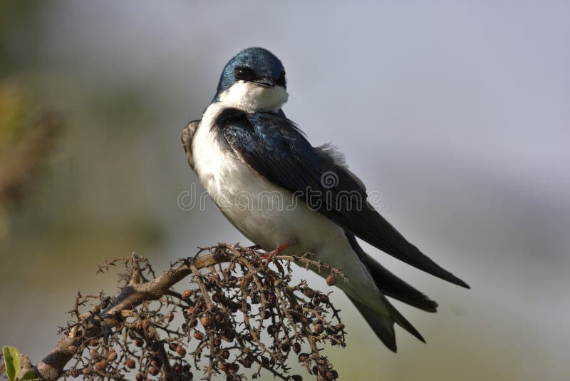 Tree Swallow(iridoprone bicolor)