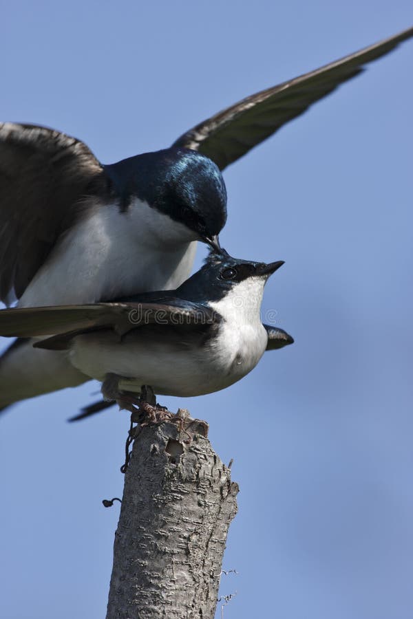 Tree Swallow(iridoprone bicolor)