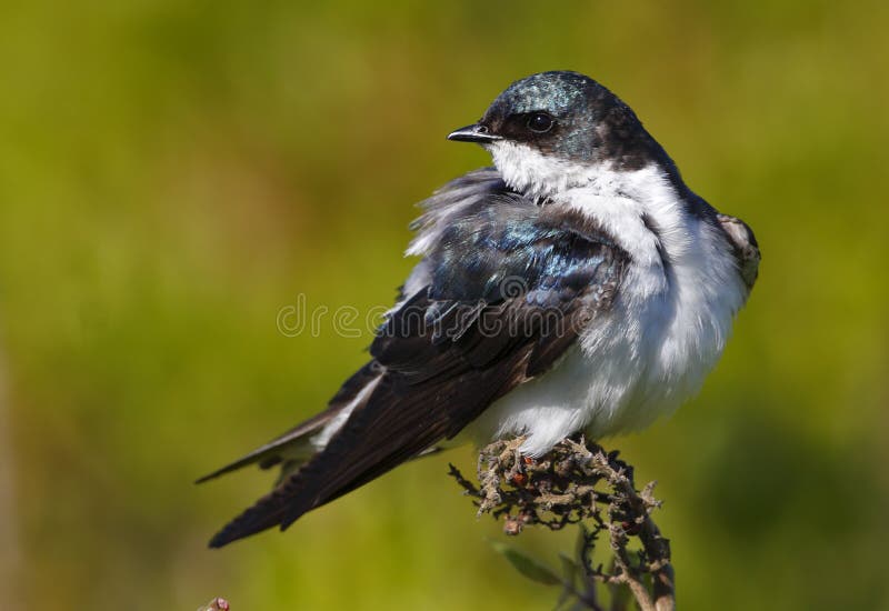 Tree Swallow(iridoprone bicolor)