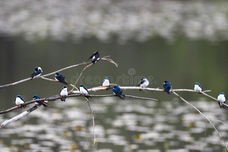 The Tree swallow s are flocking together on the branches. stock image The Tree swallow s are flocking together on the branches. stock image
