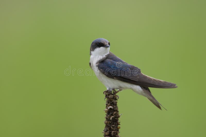 Tree Swallow (Tachycineta bicolor)