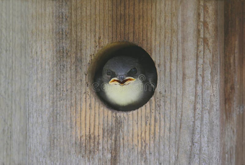 Tree Swallow (tachycineta bicolor)