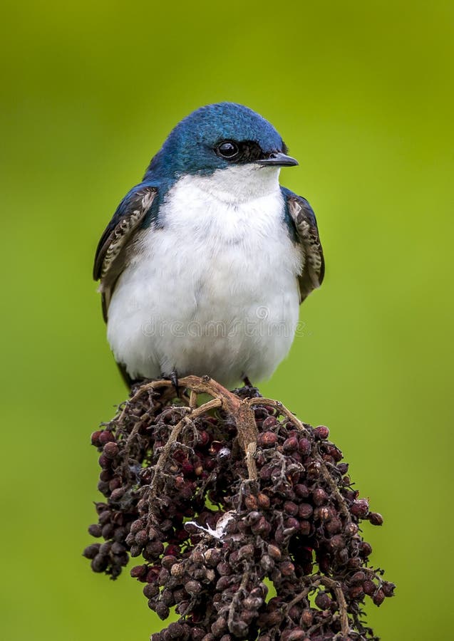 Tree swallow,Tachycineta bicolor is a migratory bird of the family Hirundinidae