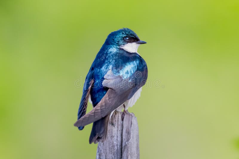 Tree Swallow (Tachycineta bicolor) on Post