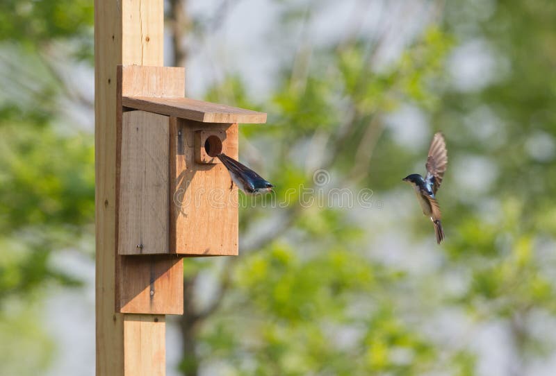 2 Tree swallows flying in and out of nesting box