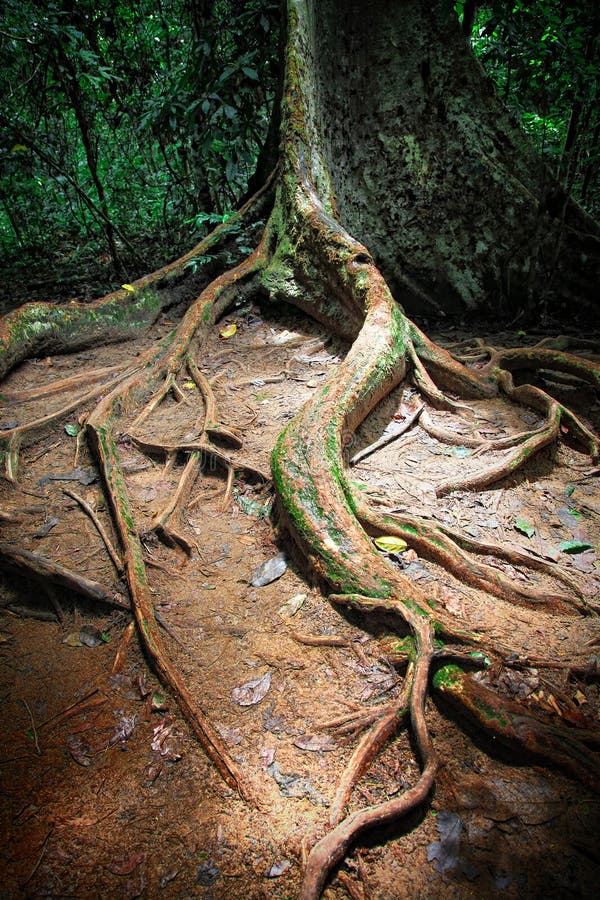 Tree in taman negara