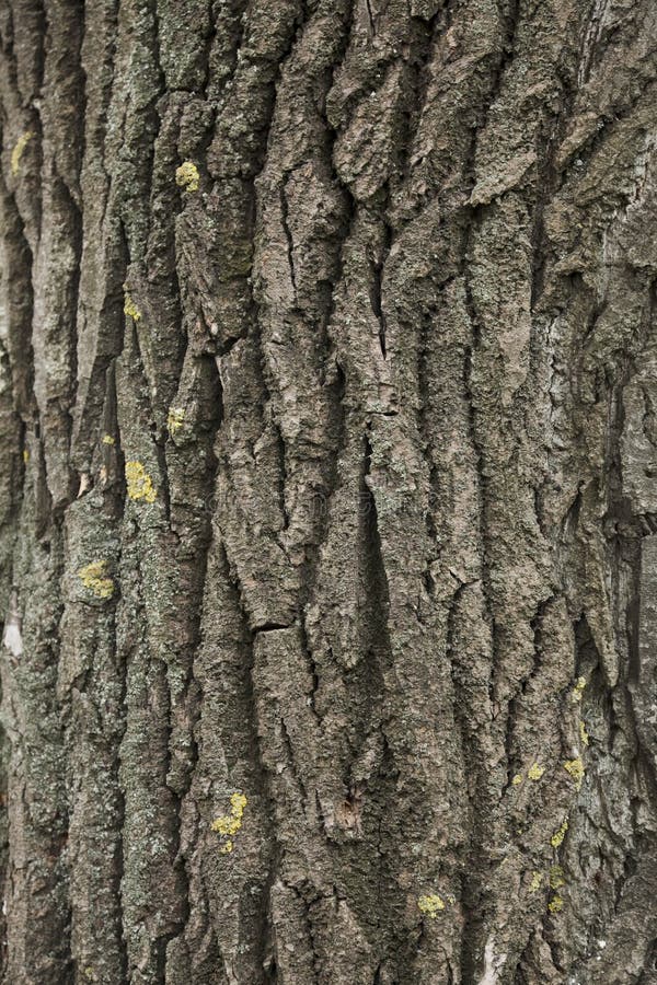 Tree texture