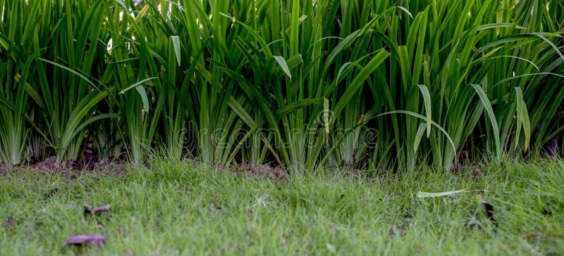 Tree texture background image Natural green leaves royalty free stock image