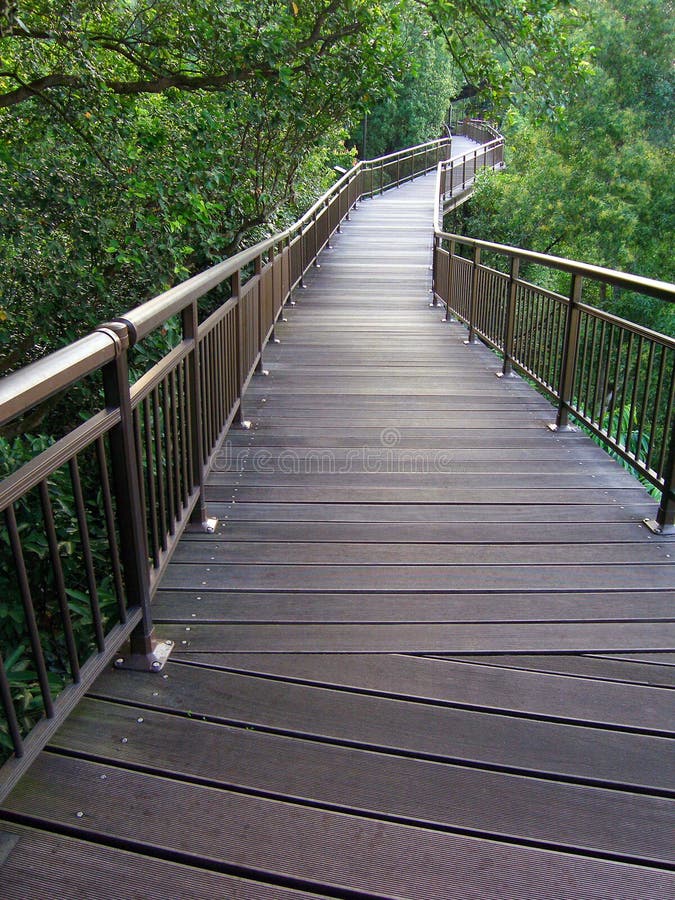 A very unusual wild life trail among nature walks - a wooden boardwalk path way built to take the walker on a meandering walking trail through the tree top canopy of a tropical secondary forest. The nature lover can observe canopy wildlife (eg. birds, monkeys, squirrels, lizards, reptiles) and plant life close up, while enjoying the breeze gently flowing through the tree top foliage. Taken in a nature forest reserve of Singapore, the Garden City. A popular outdoor hiking trail. Great place for eco-tourism. Location is southeast asia. A very unusual wild life trail among nature walks - a wooden boardwalk path way built to take the walker on a meandering walking trail through the tree top canopy of a tropical secondary forest. The nature lover can observe canopy wildlife (eg. birds, monkeys, squirrels, lizards, reptiles) and plant life close up, while enjoying the breeze gently flowing through the tree top foliage. Taken in a nature forest reserve of Singapore, the Garden City. A popular outdoor hiking trail. Great place for eco-tourism. Location is southeast asia.