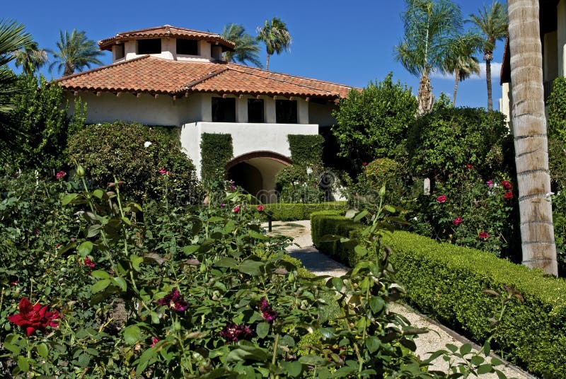 Pine Tree San Jacinto stock image. Image of california 19321757