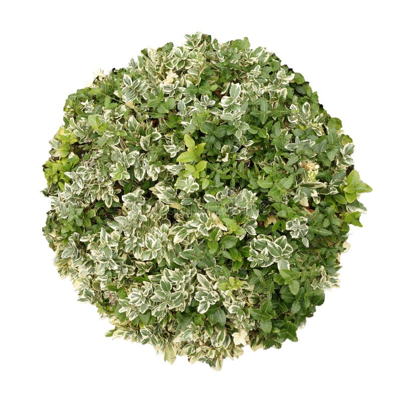 Tree top view stock image. Image of landscaped, isolated - 44908073