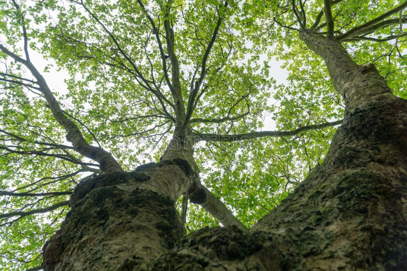 Tree tops against a cloudy sky in the south of England