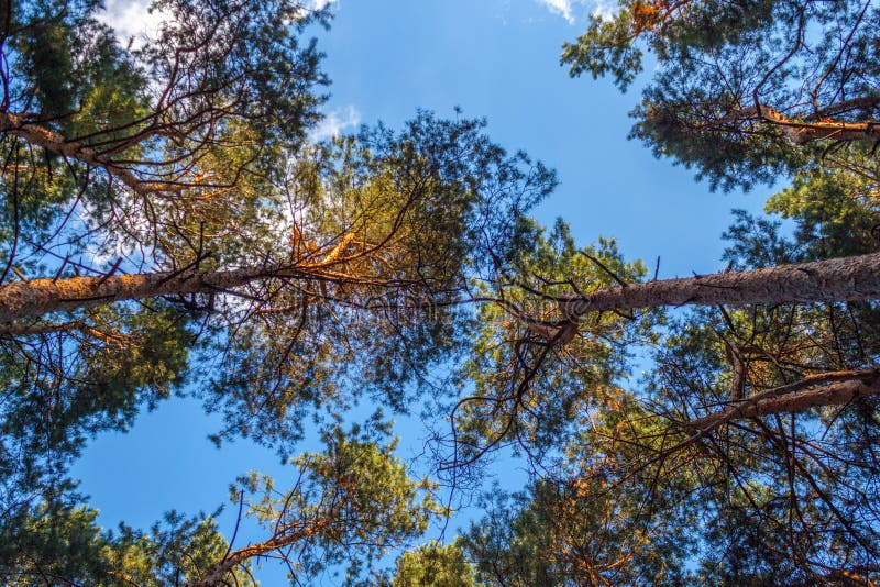 Tree tops stock image. Image of branches, leaves, foliage - 78135049