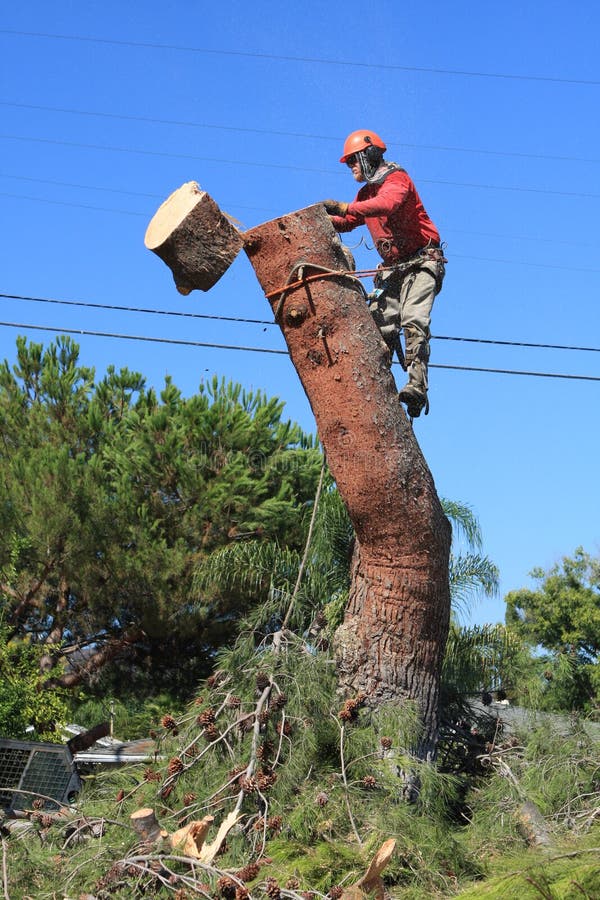 Tree trimmer cutting down pine tree