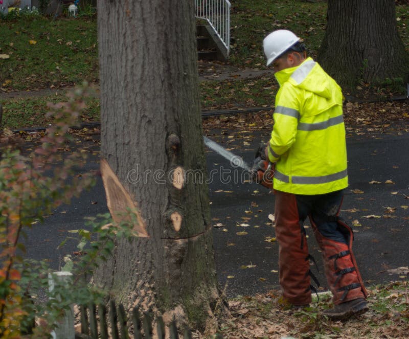 Tree Trimming and Removal 2 Editorial Photo Image of machine, timber