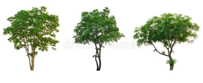 Tree tropical collection set isolated on white