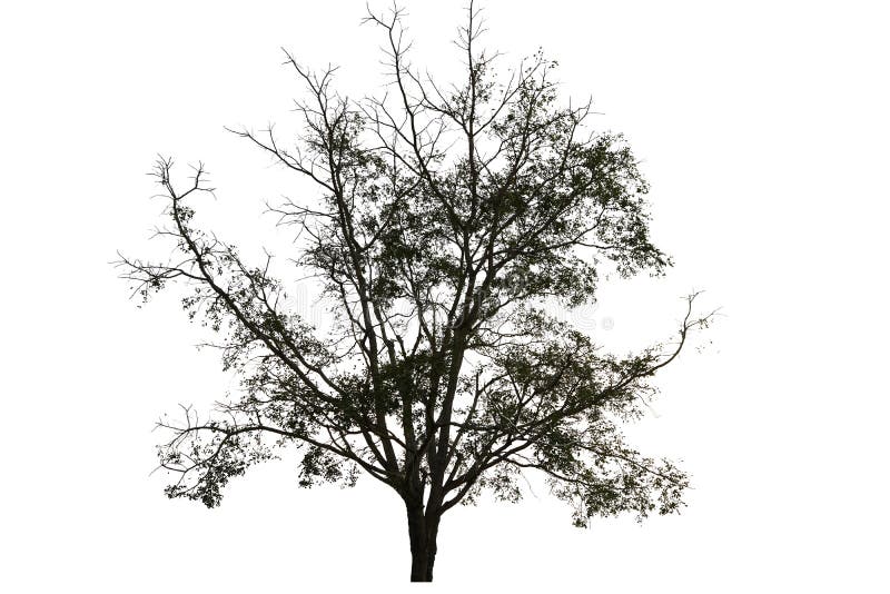 2 019 Tree Silhouette Vector Photos Free Royalty Free Stock Photos From Dreamstime 2 019 Tree Silhouette Vector Photos Free Royalty Free Stock Photos From Dreamstime
