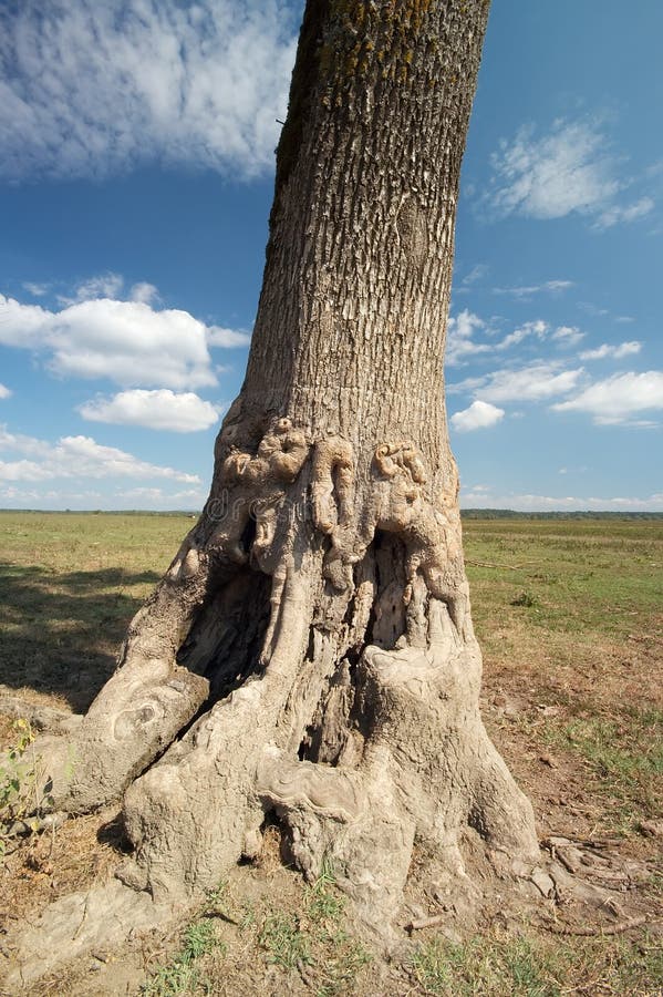 Tree trunk