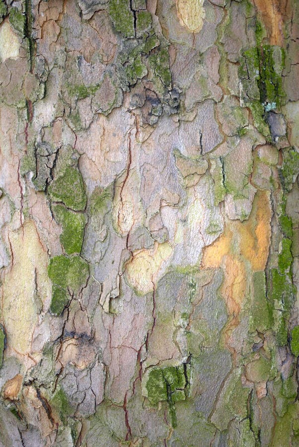 Weathered and moss covered bark on tree trunk. Roughness stock images, royalty-free photos and pictures