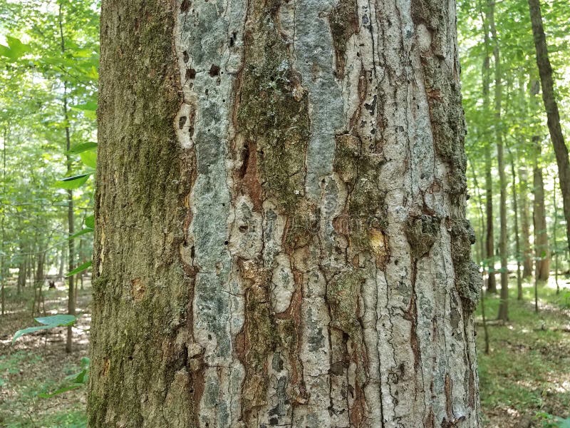 689 Falling Off Tree Stock Photos Free & RoyaltyFree Stock Photos