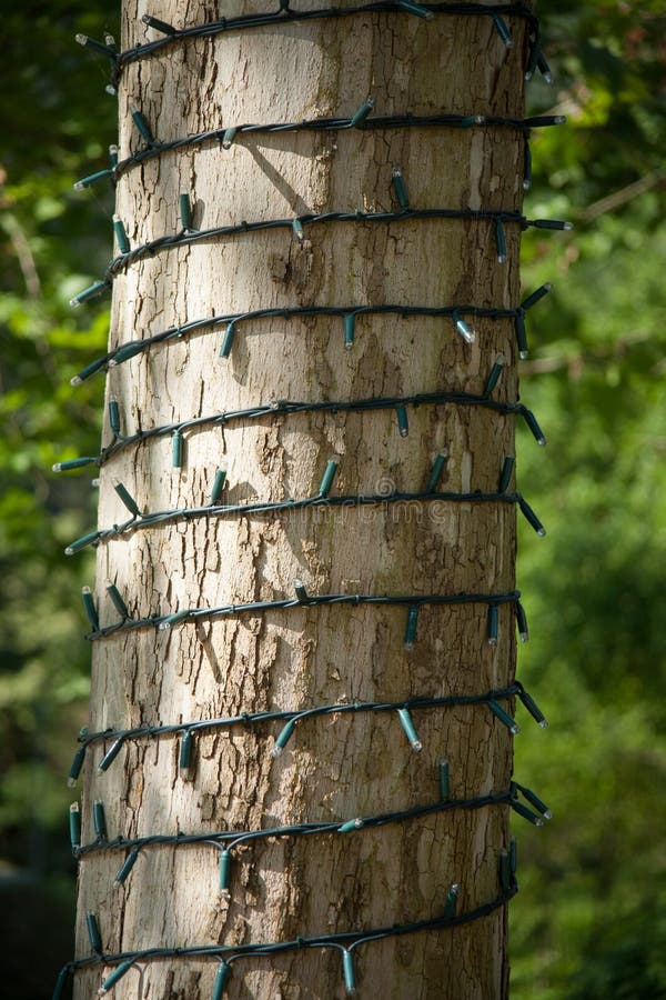 Tree Trunk with Christmas Lights Stock Image Image of house