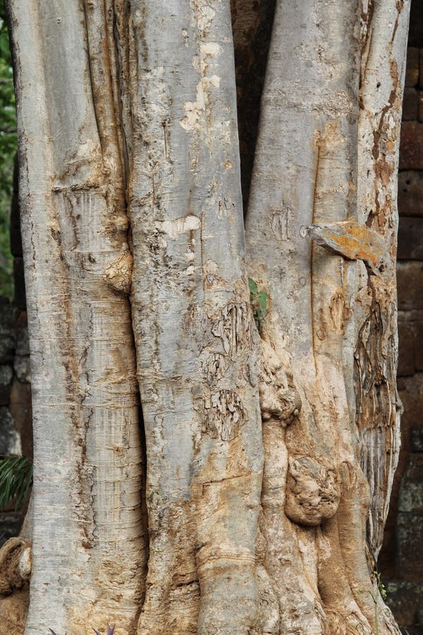 Tree trunk