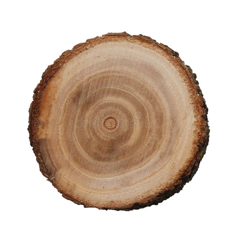 https://thumbs.dreamstime.com/b/tree-trunk-cross-cut-wood-texture-isolated-white-background-108932931.jpg