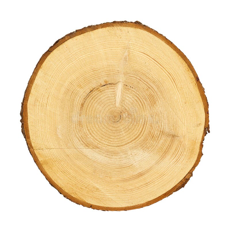 Tree trunk cross section. CLIPPING PATH royalty free stock images
