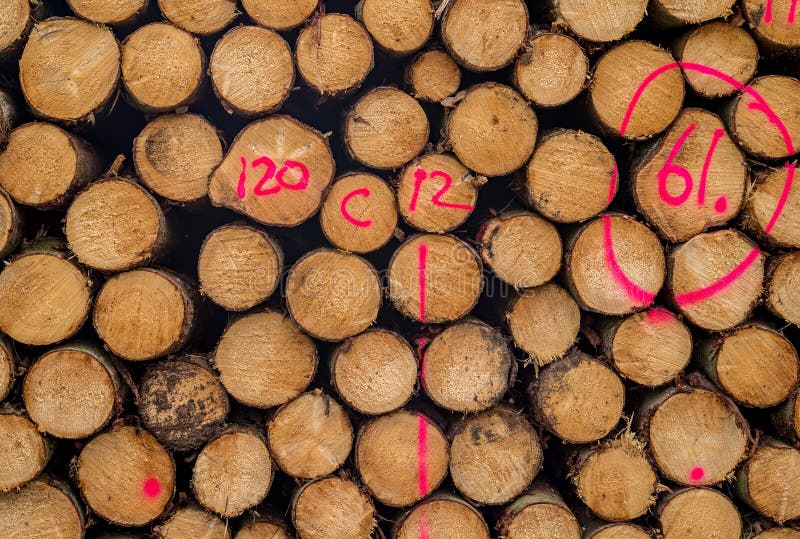 Tree Trunk Cut Lumber Log Markings Mark Number Stock Image Image of