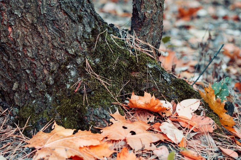 Tree trunk with fallen autumn leaves close up