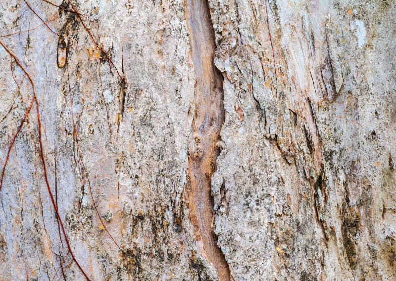 Tree trunk nature. bark texture pattern wood for background image horizontal stock images Tree trunk nature. bark texture pattern wood for background image horizontal stock images