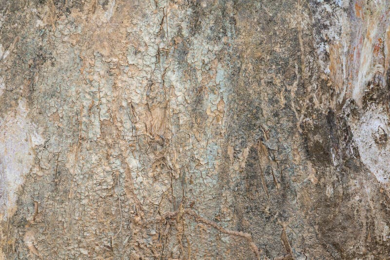 Tree trunk nature. bark texture pattern wood for background image horizontal royalty free stock photo Tree trunk nature. bark texture pattern wood for background image horizontal royalty free stock photo