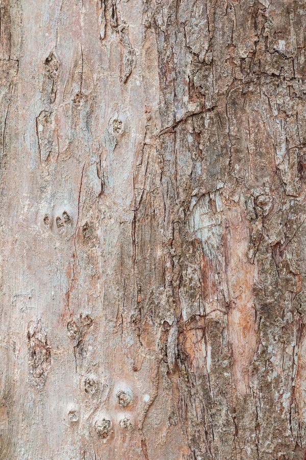 Tree trunk nature. bark texture pattern wood for background image vertical stock photography Tree trunk nature. bark texture pattern wood for background image vertical stock photography