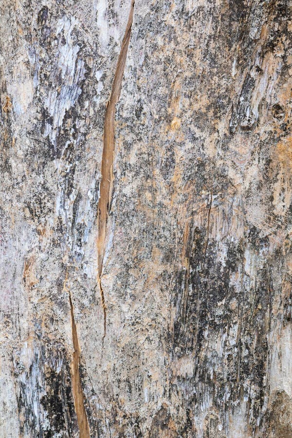 Tree trunk nature. bark texture pattern wood for background image vertical stock photos Tree trunk nature. bark texture pattern wood for background image vertical stock photos