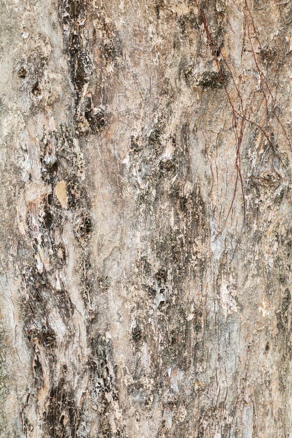 Tree trunk nature. bark texture pattern wood for background image vertical stock photos Tree trunk nature. bark texture pattern wood for background image vertical stock photos