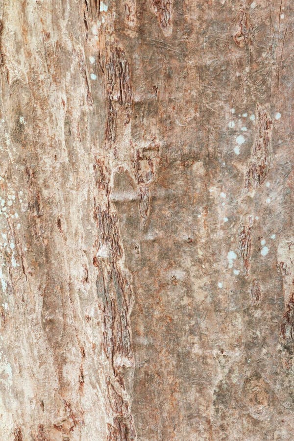 Tree trunk nature. bark texture pattern wood for background image vertical royalty free stock image Tree trunk nature. bark texture pattern wood for background image vertical royalty free stock image