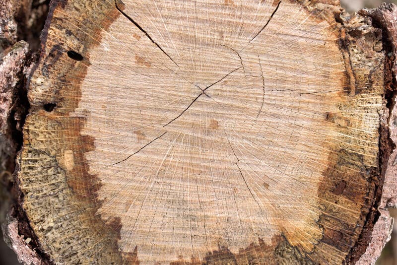 Tree trunk slice royalty free stock photo Tree trunk slice royalty free stock photo