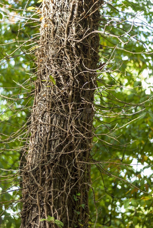 tree trunk with green leaves creeper 25063202 PNG