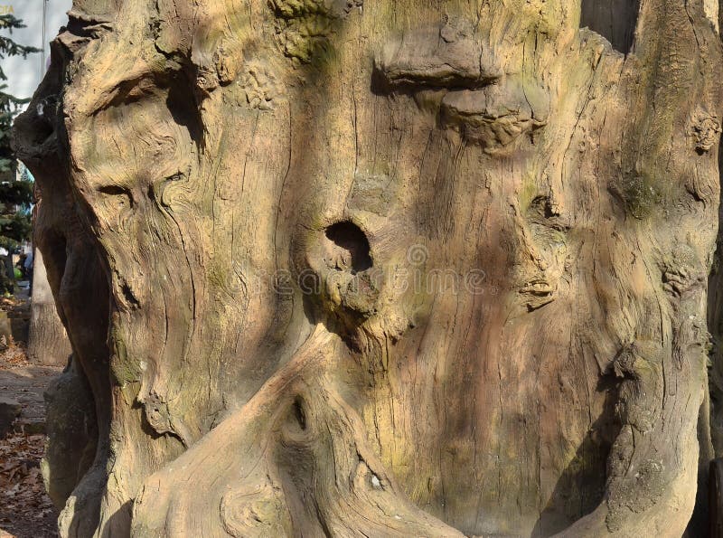 Tree trunk texture, tree bark texture royalty free stock image