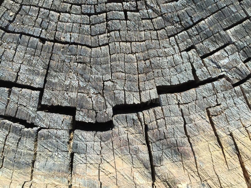 Tree trunk textures. A tree trunk textures background stock photos