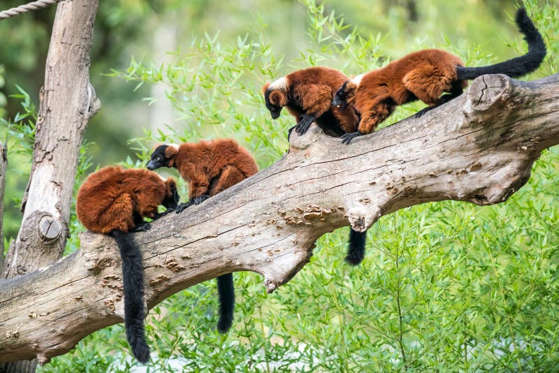 Two Red ruffed lemur