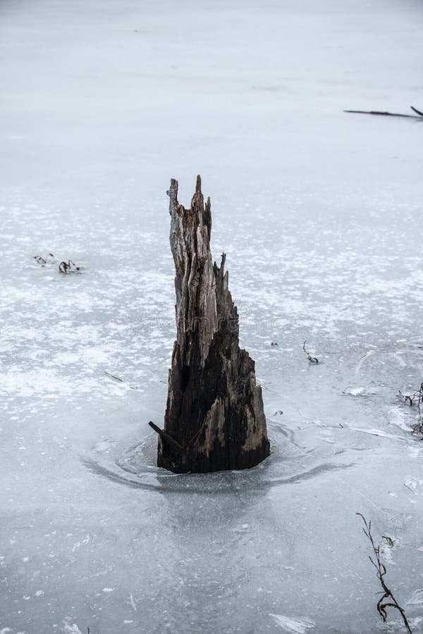 Tree Trunk Trapped in the Ice stock image