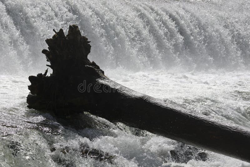 Tree trunk in water stock image. Image of season, mountain 275821549