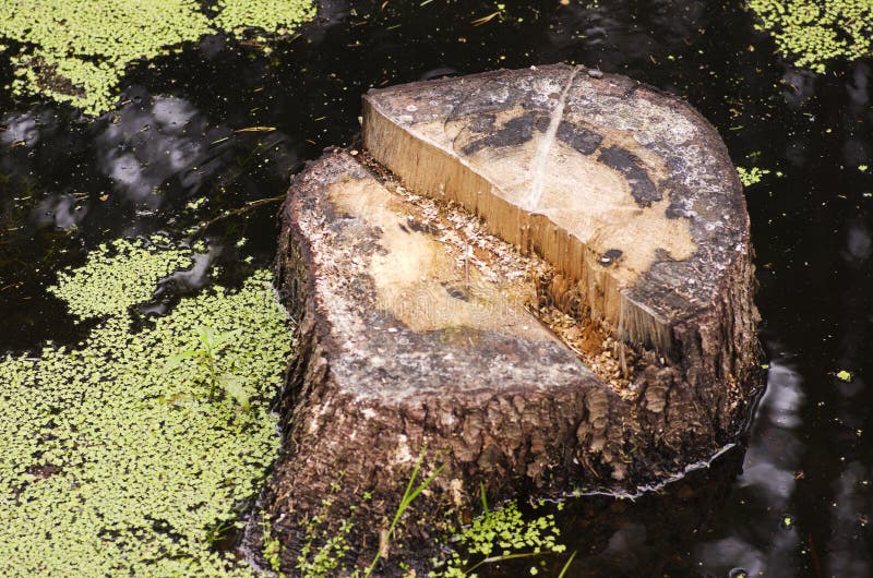Tree, Wood, Trunk, Water Picture. Image 109023175